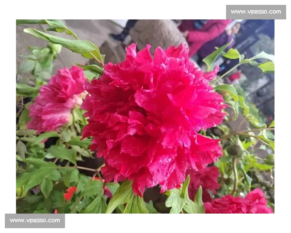 国色天香绽芳华千年古韵与现代风情交织的文化盛宴